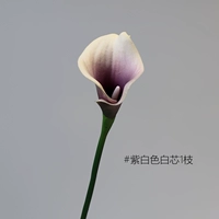 Little Horseshoe Lotus 1 ветвь [фиолетовое белое/белое ядро]