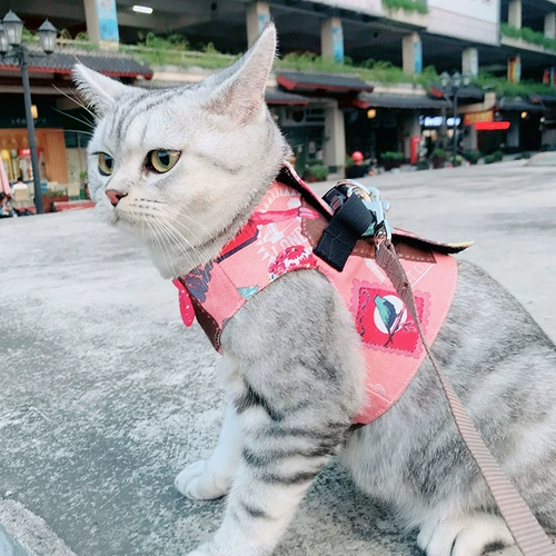 Кошка ходящая веревка тибетская голая лучшая сломана разбивая жилет