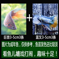 3-4 см каждая из синей вилки+jupu (рекомендуется новичком)