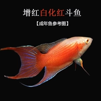 Дайте 1 из 2-3 см для альбиноса красный красный 2-3 см