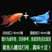 Вера красный, 3 из синих змеин саженцев