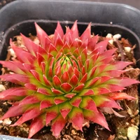 Лимонно-желтый