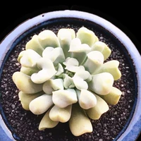 Специальный юлиан 4-5 см