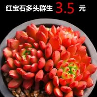 Ослепительно розовый