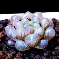 Королевская синяя ледяная лампа Jade Dew 3-4см