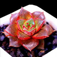 Абрикосовый