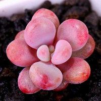 Яйца персиковые 2-4см