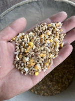 10 кот из бесплатной доставки