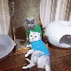 Синий (без возмещения предметов)