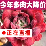 Yunnan сочное растение живые цветы зеленые посадки пейзаж балкон -балкон -бутик интересная персиковая яйцо старая куча красивый вид цветочный горшок