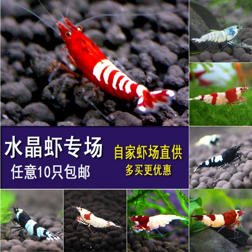 Кровавая креветка Fun Fun Xiangbu Practice Practice Crimp  鹣 鹣 鹣 鹣 血 血 血 血 血 鹣 鹣 鹣 鹣 鹣 鹣 鹣 鹣 鹣 鹣 鹣 鹣