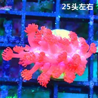 Changxu Ruby Baby Coral Living Body Body Forewater декоративная коралла LPS морская вода круглая шляпа Gemstone Coral