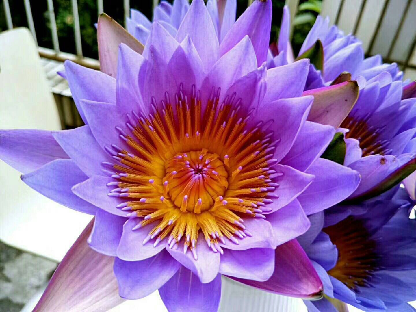 云南昆明新鲜睡莲鲜花速递家庭插花室内客厅办公室装饰紫色鲜切花